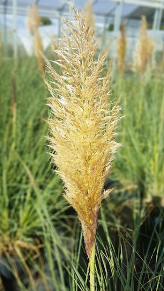 Cortaderia selloana "Citaro" - (Pampasgras "Citaro"),